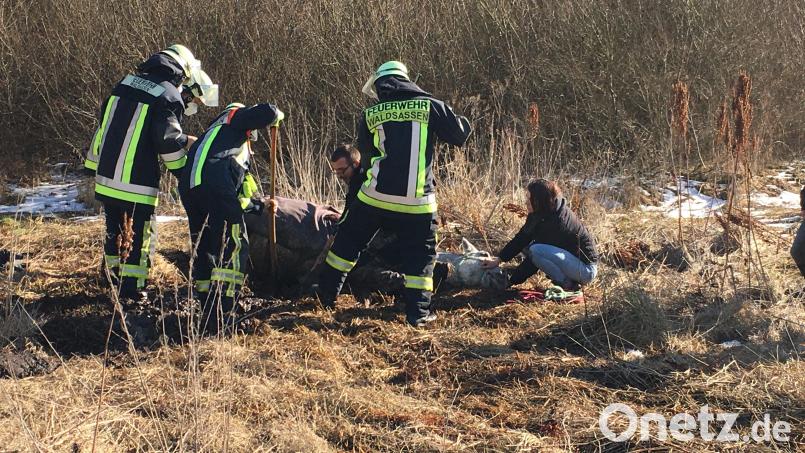 In einer misslichen Lage befand sich &quot;Bolita&quot; am Sonntagnachmittag. Kräfte der Feuerwehr mussten anrücken und das Tier aus einem Sumpf befreien. Im Bild auch Annika Gradl und Johannes Mayer vom Reitverein. Bild: flm