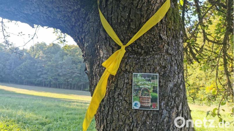 Ein markierter Baum mit Obst für die Allgemeinheit. Bild: lei