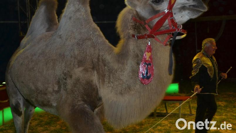 Die Geschichte um den Circus Afrika findet bei der Bürgerversammlung in Altenstadt eine bemerkenswerte Fortsetzung. Bild: dob