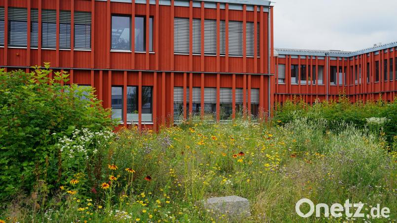 Die Blühmischung rund um den markanten Holzbau erfreut Passanten und Besucher der Behörde. Bild: Stefan Neumann/ALE Oberpfalz/exb