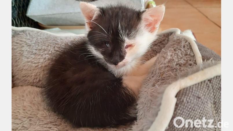 Fast täglich müssen die Helfer um Ndine Hummel von der Katzenhilfe Kaltenbrunn einem kleinem Kätzchen beim Steren zusehen weil jede Hilfe zu spät kommt. Sachspenden und Geldspenden sind dringend nötig. Bild: sei