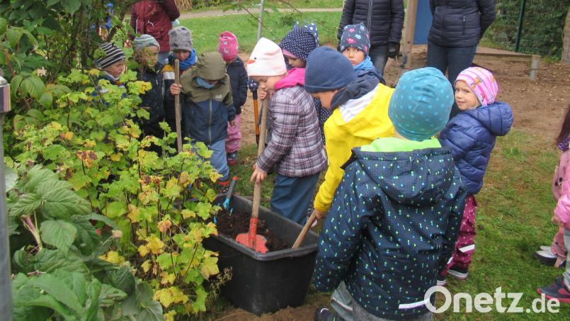 Mit Schaufeln, Spaten und Rechen pflanzte die Tigergruppe vom Kindergarten Li-La-Löhle Himbeerstauden. Bild: Kindertagesstätte Kemnath/exb
