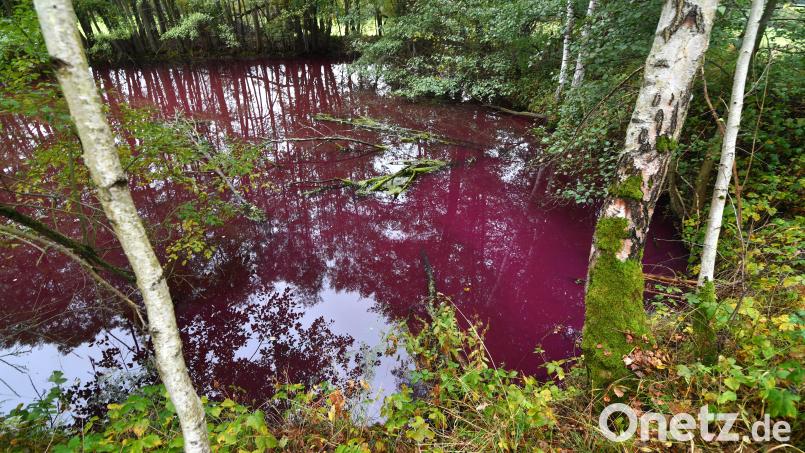 Der rote Weiher bei Schirnding Bild: Florian Miedl