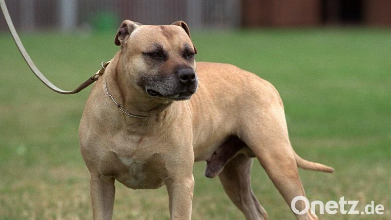 Gibt es Kampfhunde in Kulmain? Die Frage beschäftigte den Gemeinderat nach einem Vorfall im Anzensteinweg. Bild: Bernd Thissen/dpa