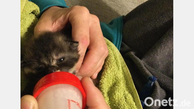 Viel Mühe macht es ein kleines Kätzen das gefunden wurde aufzupäppeln und die Tierarztkosten sind für die Katzenhilfe Kaltenbrunn nicht mehr zu stemmen. Bild: sei