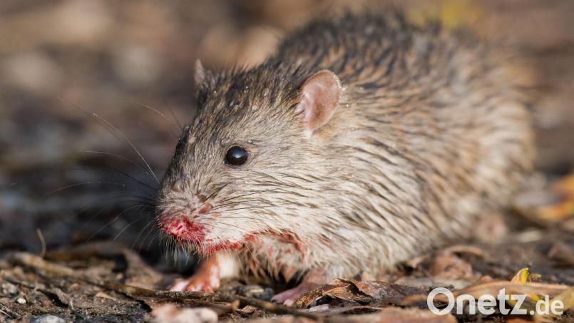 Eine Ratte hockt auf einem Feldweg. In Amberg sind die Nager nicht gern gesehen, deshalb beginnt hier am Montag, 18. Oktober eine Rattenbekämpfungsaktion. Bild: Julian Stratenschulte/dpa
