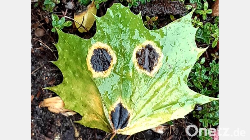 Auf dem Bild, ist ein Berg-Ahorn-Blatt zu sehen, auf dem die schwarzen Punkte der Teerflecken-Krankheit das Gesicht eines Fuchses zeichnen. Bild: Wolfgang Winter/exb