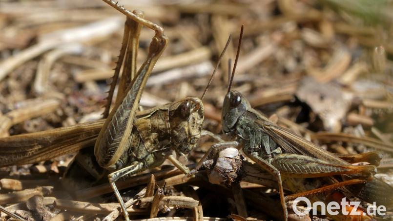 Der Naturfilmer Thomas Stock zeigt am Dienstag seinen Film über Insekten in der Oberpfalz. Auch der Braune Grashüpfer kommt vor. Bild: Thomas Stock/exb