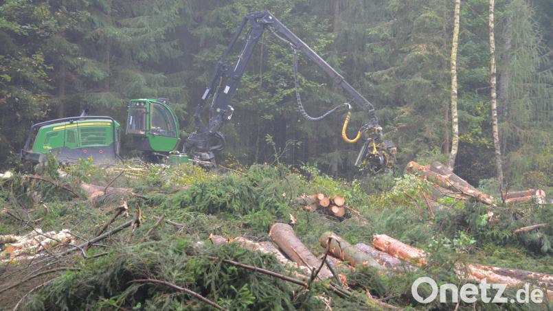 Entlang der alten Bundesstraße 14 entsteht ein neues Gewerbe- und Industriegebiet. Zurzeit wird dafür gerodet. Bild: dob
