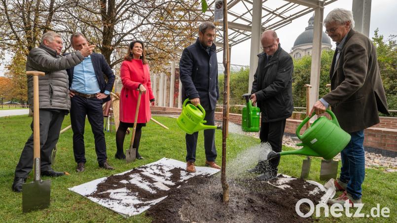 Hoffentlich wächst der Kirschbaum, der nach dem Runden Tisch „Streuobst“ gepflanzt wurde. Von links der frühere Landtagspräsident Alois Glück, Umweltminister Thorsten Glauber (Freie Wähler),Landwirtschaftsministerin Michaela Kaniber (CSU), Ministerpräsident Markus Söder (CSU), Norbert Schäffer, Vorsitzender des Landesbund für Vogelschutz, und Richard Mergner, Vorsitzender des BUND Naturschutz in Bayern. Bild: Peter Kneffel/dpa
