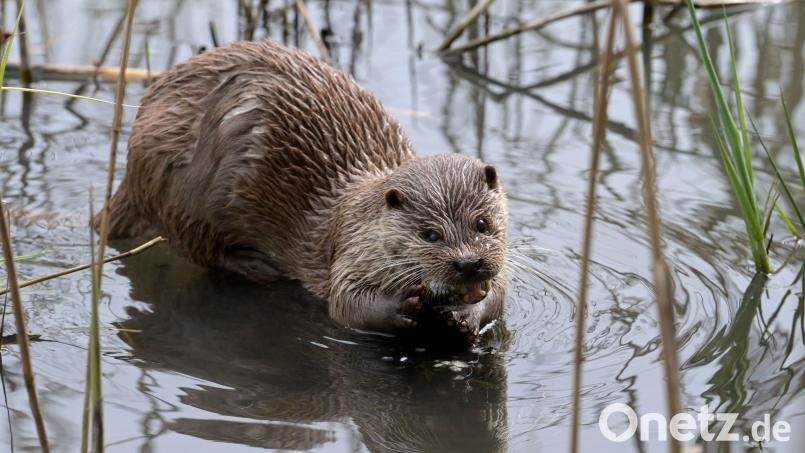 Ein Kilo Fisch pro Tag frisst so ein Otter. Die einst vom Aussterben bedrohten Tierart richtet enorme Schäden an, beklagen Teichwirte im Landkreis. Symbolbild: Soeren Stache/dpa