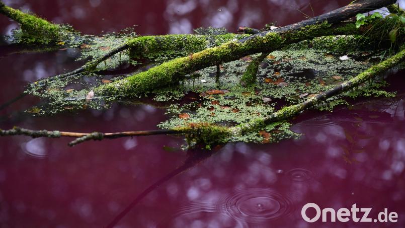 Der rote Weiher bei Schirnding Bild: Florian Miedl