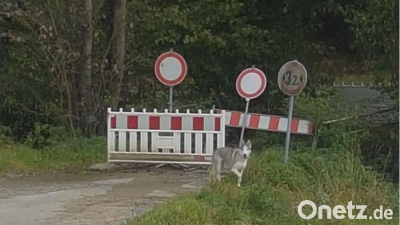 Wolf oder Hund im Sauerbachtal? Bild: privat