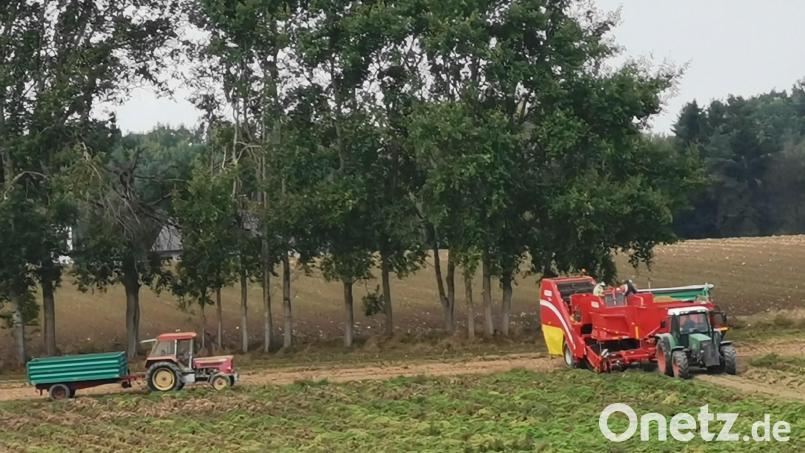 Früher wurden die Kartoffel mit den Händen gesammelt, heute geht es mit dem Vollernter durch den Acker. Bild: gz