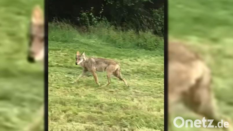 Der Wolf umrundet im gemächlichen Trab den Traktor und verschwindet im Wald, wenige hundert Meter von Voitenthan bei Friedenfels entfernt. Bild: privat/exb