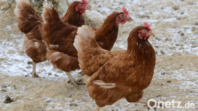Im Landkreis Cham konnte der erste bayerische Fall von Vogelgrippe in diesem Herbst festgestellt werden. Symbolbild: Petra Hartl