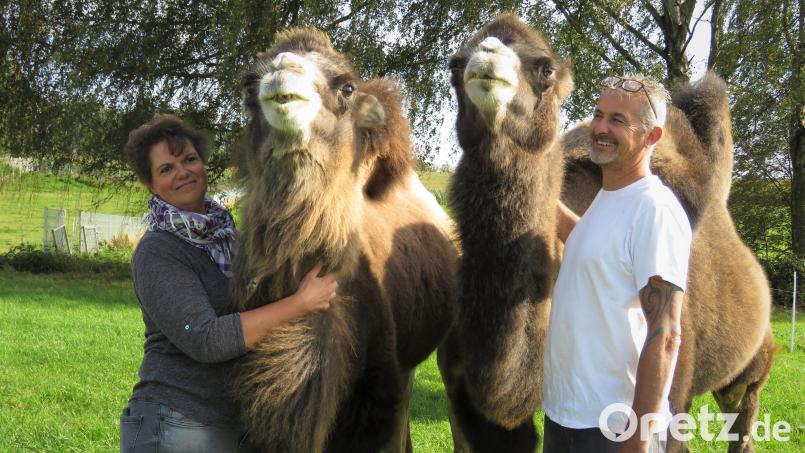 Claudia und Thomas Richter haben sich vor fünf Jahren als gemeinsames Hobby Kamele angeschafft. Nach vielen bürokratischen Hürden leben sie mit fünf der sanften &quot;Wüstenschiffe&quot; auf einem Bauernhof in Höfen. Bild: ubb