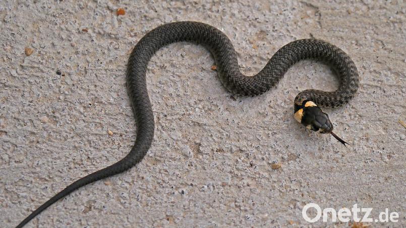 Sogar eine züngelnde Blindschleiche fing Johann Albrecht mit der Kamera ein. Bild: Johann Albrecht/exb