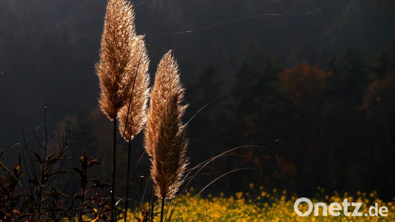 Wie schön sich die Gräser im Herbst im zarten Sonnenlicht wiegen. Bild: Helmut Luckhardt/exb