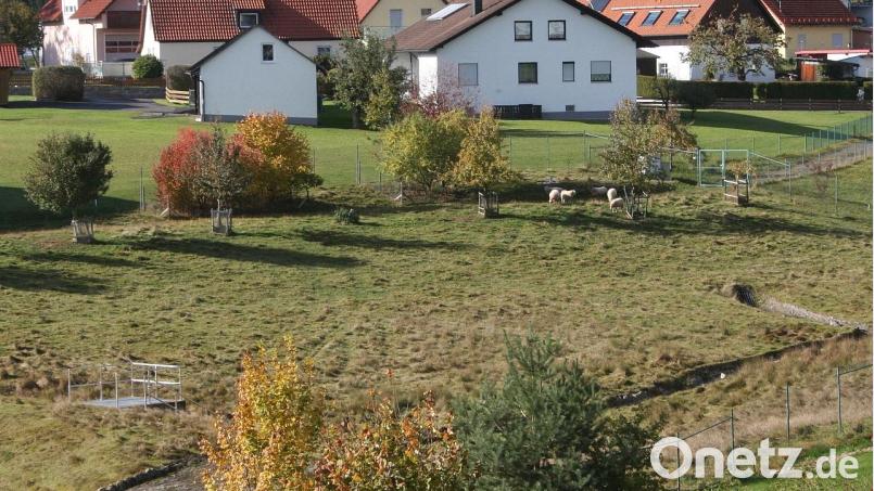 Das Gelände am Pufferteich wird von Schafen beweidet. Damit ist nun Schluss, informierte Bürgermeister Wolfgang Braun in der Sitzung des Gemeinderats Fuchsmühl. Bild: wro