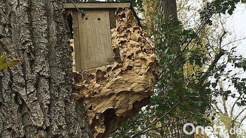 Im Waldgebiet Fatzen bei Sulzbach-Rosenberg hat sich ein Hornissenvolk einen Vogel-Nistkasten als Domizil ausgesucht. Bild: Andreas Royer