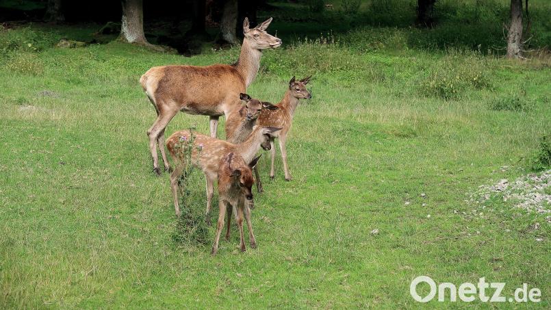 Für die quirlige Rotwild-Familie im Wildgehege des Naturparks Steinwald gibt es nun eine zusätzliche Futterquelle. Möglich macht dies ein Futterautomat, was nicht nur Kinder freuen dürfte. Bild: bsc