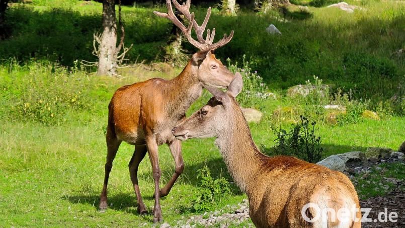 Für die quirlige Rotwild-Familie im Wildgehege des Naturparks Steinwald gibt es nun eine zusätzliche Futterquelle. Möglich macht dies ein Futterautomat, was nicht nur Kinder freuen dürfte. Bild: bsc