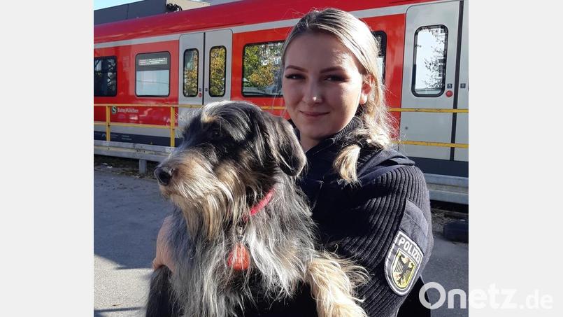 Das Foto zeigt den entlaufenen Rauhaardackel im Arm der Bundespolizistin Melanie. Das Tier hat sich in Grafing bei München ohne Besitzer allein zu einer Bahnfahrt aufgemacht. Zwölf Stationen später empfingen Helfer den Hund am Ostbahnhof. Bild: Bundespolizei/dpa