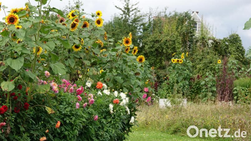 Ein Markenzeichen des Kleberschen Naturgartens in Eschenbach sind die vielen Sonnenblumen, die ausschließlich Vögel ausgesät haben. Bild: Kleber/exb