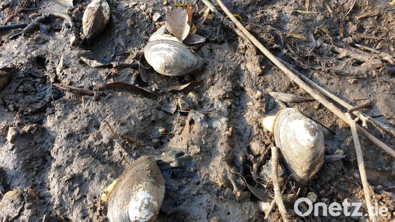 Beim Hegefischen in den Weihern der Trippacher Weiherkette kommen auch Muscheln zum Vorschein. Sie zeugen von guter Wasserqualität. Bild: Adolf Kübelböck/exb