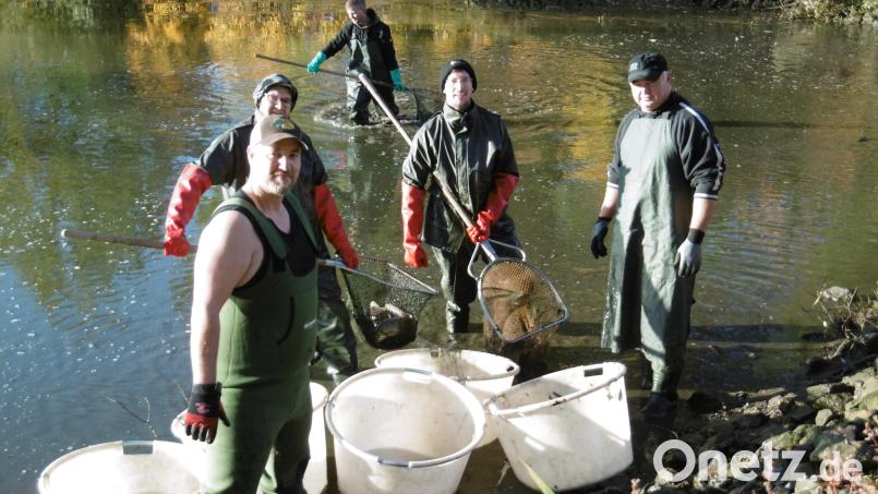 Abfischen des Gemeindeweihers: Das bedeutete Schwerstarbeit für die freiwilligen Helfer des Fischereivereins Hahnbach. Bild: mma