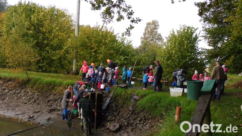 Die Kinder vom Kindergarten Weidenthal halfen beim Abfischen des Weihers. Bild: Katja Baumer/exb