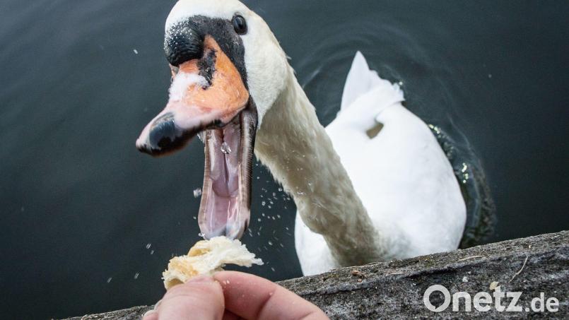 Mehrere verwirrte und teils aggressive Schwäne sind in Parsberg "eingefallen". Symbolbild: Frank Rumpenhorst/dpa
