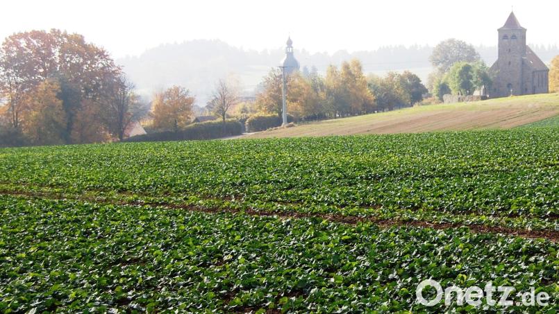 Diese landwirtschaftliche Fläche soll zum neuen Baugebiet &quot;Queräcker&quot; in Krchendemenreuth werden. Bild: sm