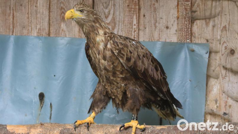 Happy End für einen schwerverletzten Seeadler. Der Greifvogel, der Ende August auf dem Truppenübungsplatz Grafenwöhr entdeckt wurde, ist wieder gesund und in Freiheit. Bild: Ferdinand Baer, LBV