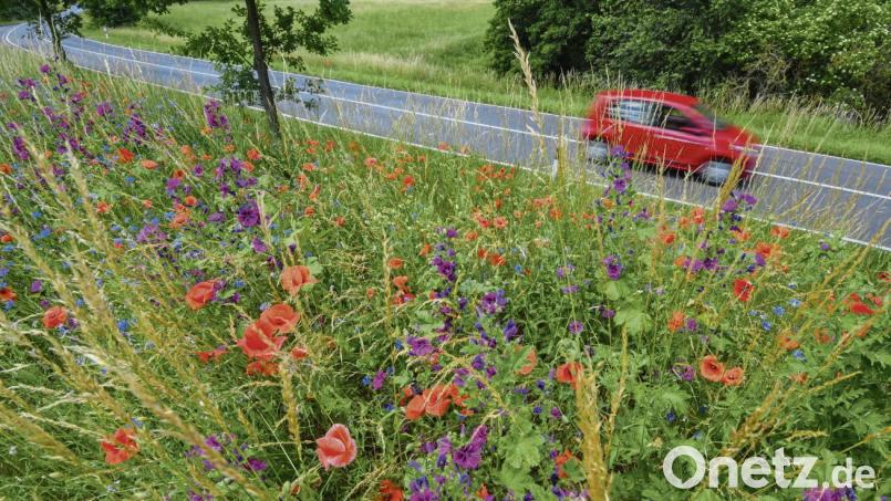 Seit drei Jahren legt der Landkreis entlang der Kreisstraßen Blühflächen an. Inzwischen sind es bereits 5500 Quadratmeter. Allerdings gibt es wegen Mähaktionen auch immer wieder Kritik. Symbolbild: Patrick Pleul/dpa