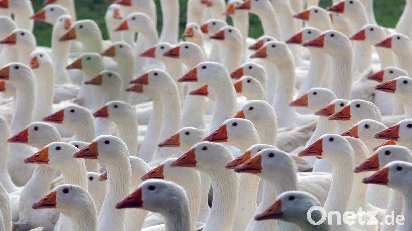 Gänse werden über eine Wiese getrieben. Symbolbild: Matthias Bein