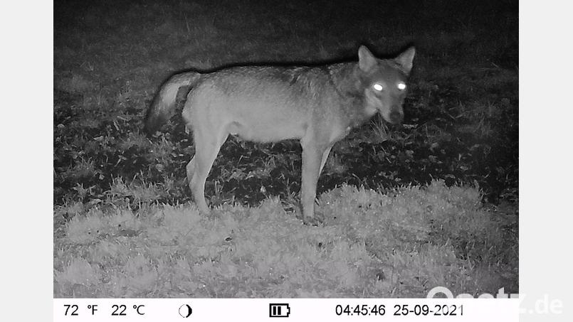 In den Morgenstunden des 25. Septembers war bei Bärnau ein Wolf unterwegs. Das Bild hat die Wildkamera des Jagdpächters Gerhard Beer aufgenommen. Bild: Gerhard Beer/exb