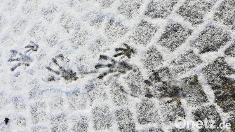 Sollte der Schnee kommen, werden auch Tierspuren wieder sichtbar – wie hier die eines Bibers auf seinem Weg zum Gartenteich in Pechbrunn. Archivbild: jr