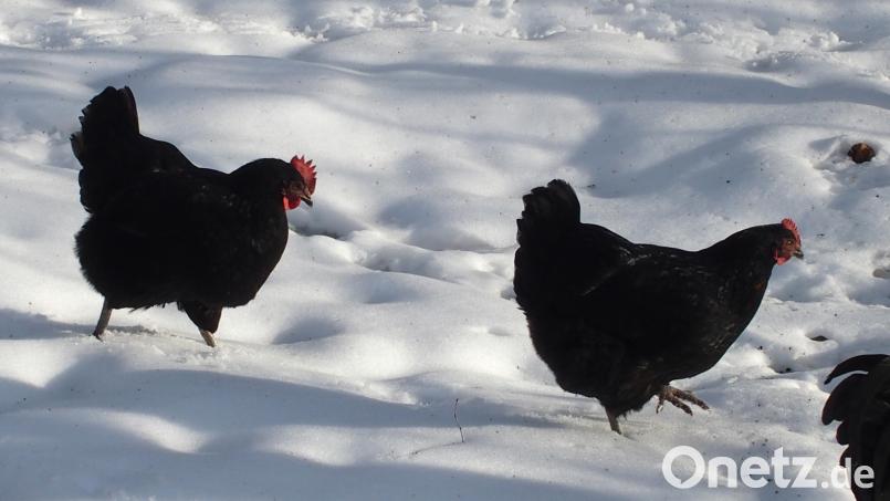 Hühner im Schnee...sind noch lange keine Schneehühner. Bild: Gaby Zaus/exb