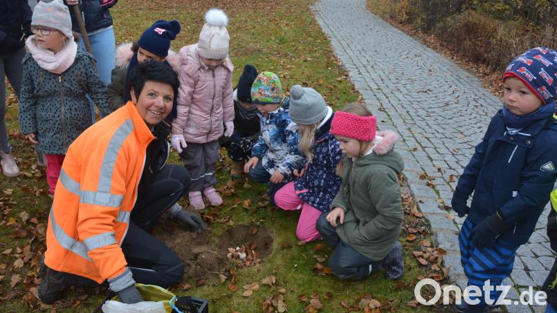 Brigitte Bassek von der Stadtgärtnerei leitete die weitere Gruppe mit Kindern, die Zwiebeln in die 20 vorbereiteten Löcher brachten. Bild: jr
