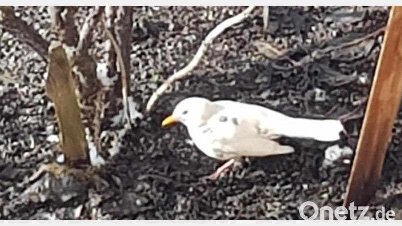 Eine Albino-Amsel, gesichtet im Nabburger Ortsteile Diendorf? Dagegen sprechen Schnabel und Augen, die dann rot sein müssten. Stattdessen handelt es sich um eine Mutation, die als Leuzismus bekannt ist. Bild: Ilona Urban/exb