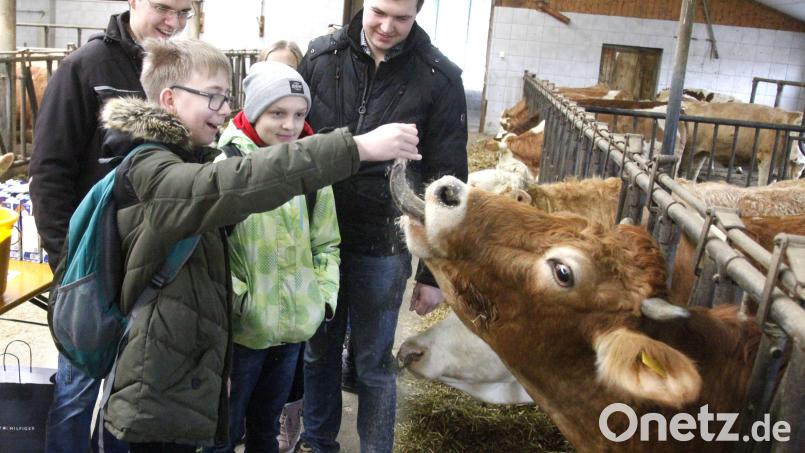 Die jungen Landwirte lassen sich in das Bildungsprogramm des Bayerischen Bauernverbandes einbinden und ermöglichen den Kindern einen Blick in den Kuhstall. Fütterung inclusive. Bild: Hirsch