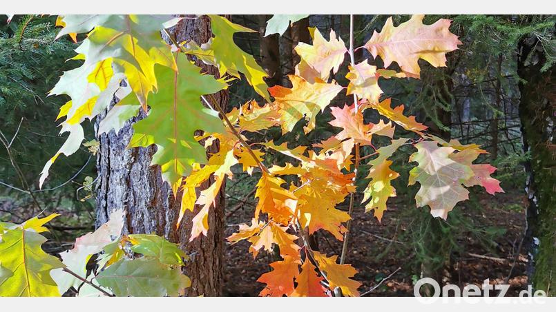 Eine junge Roteiche strahl entlang des Rußweiherweges in den verschiedenen herbstlichen Farbstadien. Bild: hzi