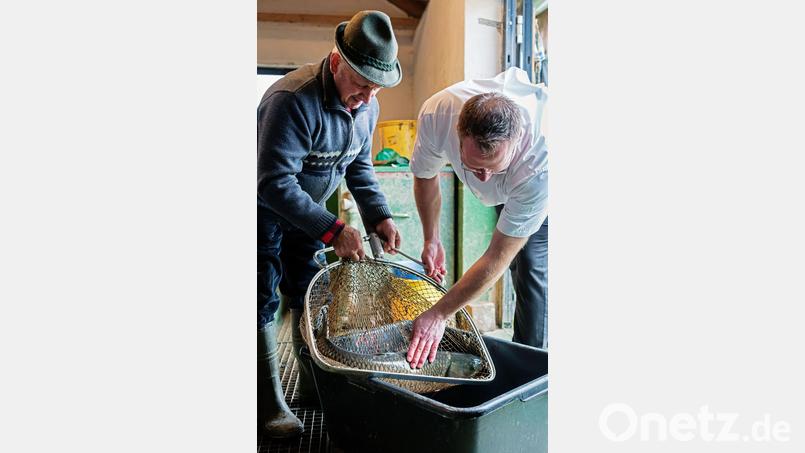 Der Fisch kommt frisch vom Teichwirt nebenan. Bild: Altugler Sonne/exb