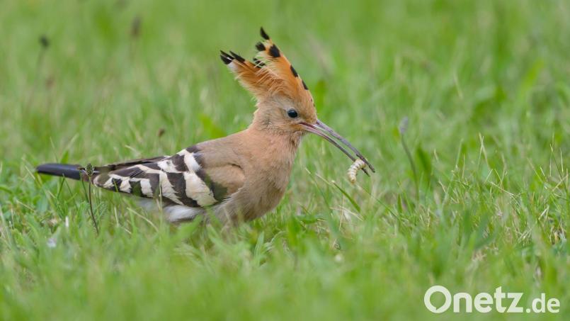 Einer der fünf Anwärter für den Titel &quot;Vogel des Jahres&quot;: der Wiedehopf. Bild: Christoph Bosch/LBV-Bildarchiv/exb