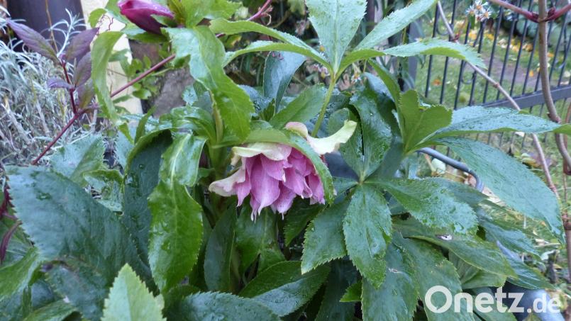 Lenzrose lässt sehr früh grüßen Bild: sl
