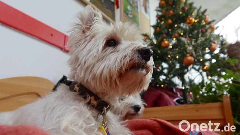 Ein kleiner weißer Terrier wie dieser wurde vor einer Amberger Metzgerei einführt. Symbolbild: Rainer Jensen