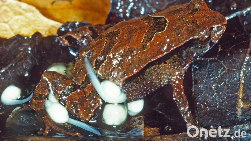 Ein „Assa Wollumbin“-Frosch sitzt mit seinen Kaulquappen auf einem Blatt. Bild: Stephen Mahony/dpa