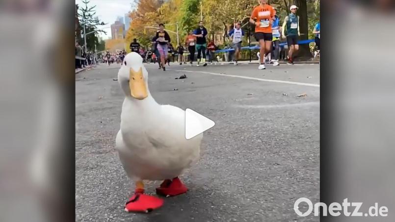Wrinkle the Duck ist den New-York Marathon mitgelaufen. screenshot: instagram.com/seducktive Bild: www.instagram.com/seducktive